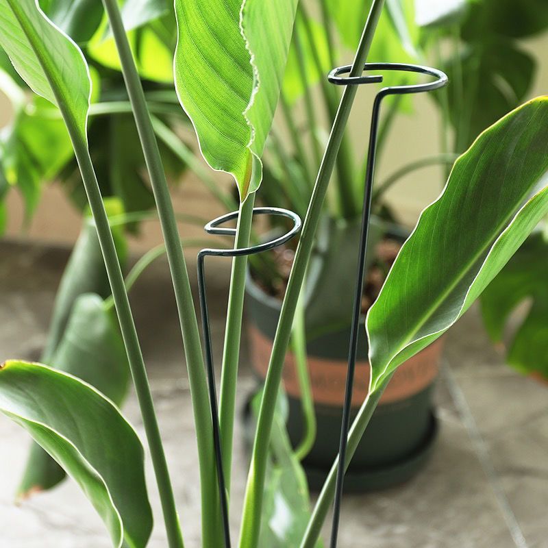 1/10pcs Garden Support Stake R - Florist Supply Bulk incelemesi ve fiyatı