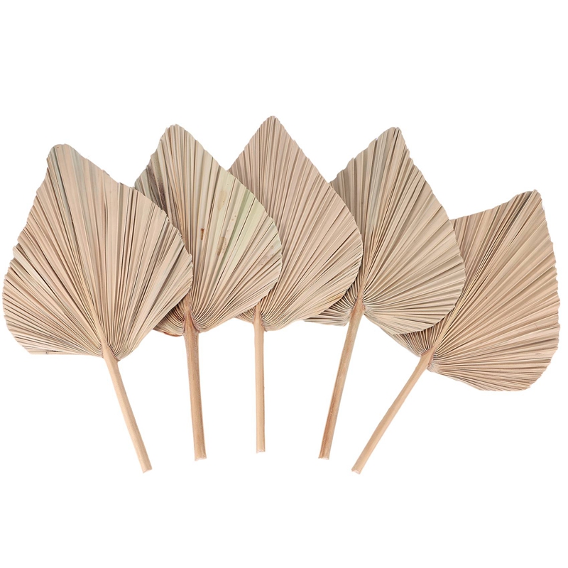 5 Pieces Natural Dried Palm Le - Palm Leaf Dried incelemesi ve fiyatı