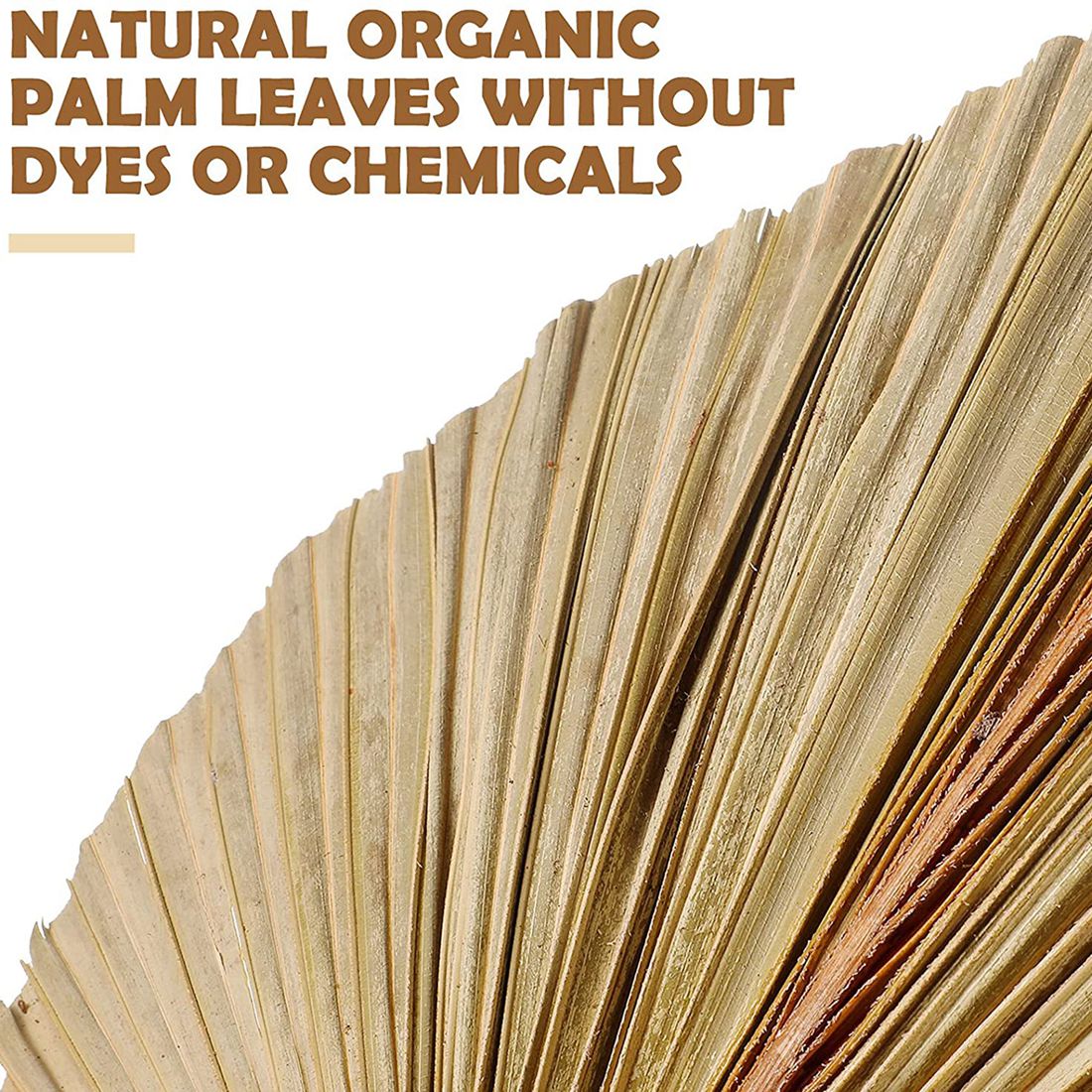 5Pcs Natural Dried Palm Leaves - Palm Leaf Dried incelemesi ve fiyatı