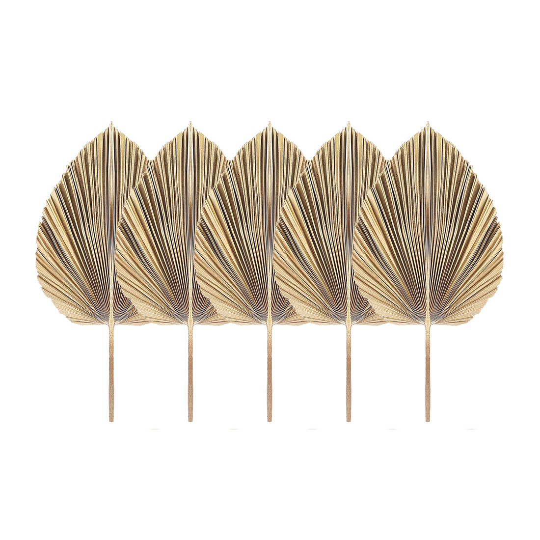 5Pcs Natural Dried Palm Leaves - Palm Leaf Dried incelemesi ve fiyatı