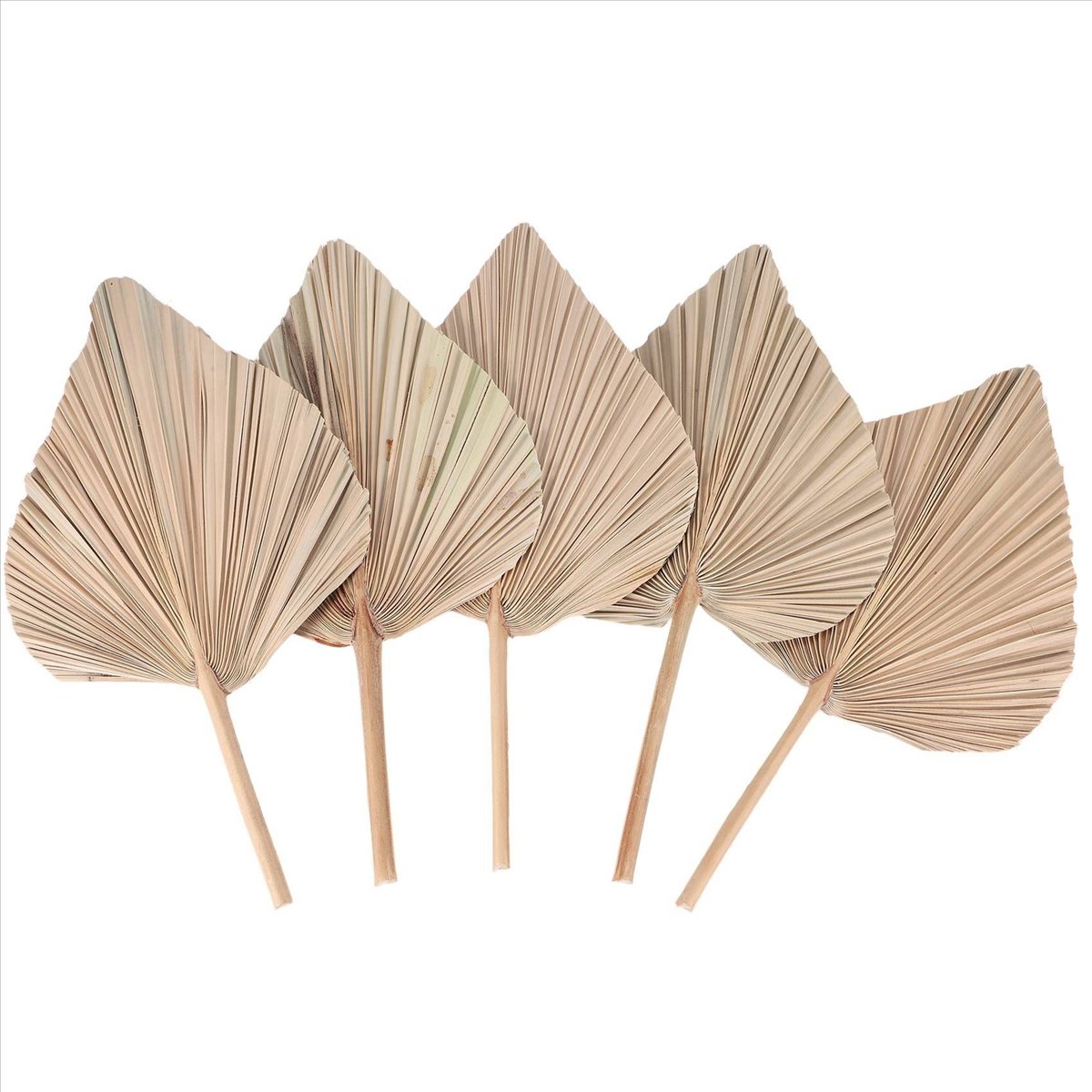 NOCM Dried Palm Leaves Room De - Palm Leaf Dried incelemesi ve fiyatı