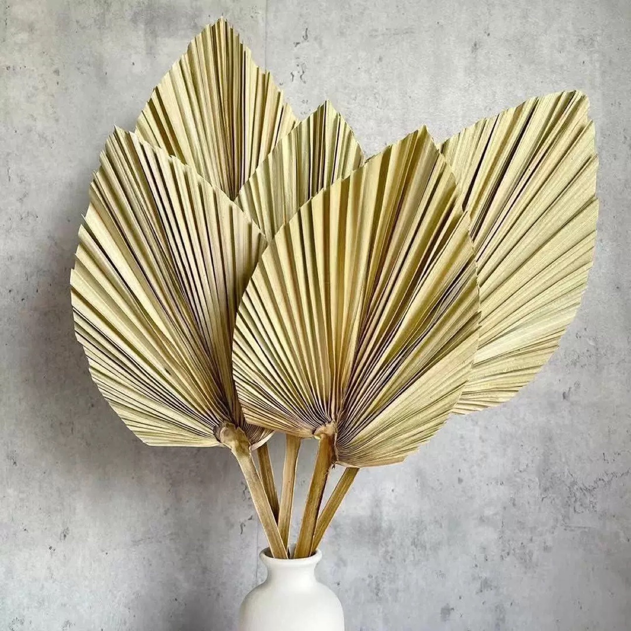 3 PCS Natural Dried Palm Leave - Palm Leaf Dried incelemesi ve fiyatı