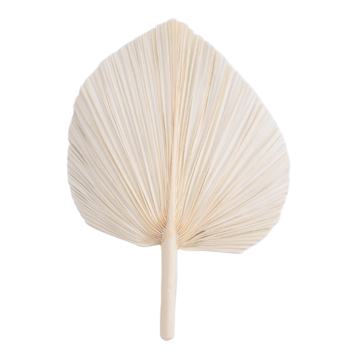 Qualitative Large White Dried  - Palm Leaf Dried incelemesi ve fiyatı