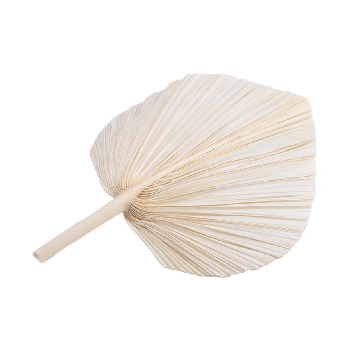 Qualitative Large White Dried  - Palm Leaf Dried incelemesi ve fiyatı