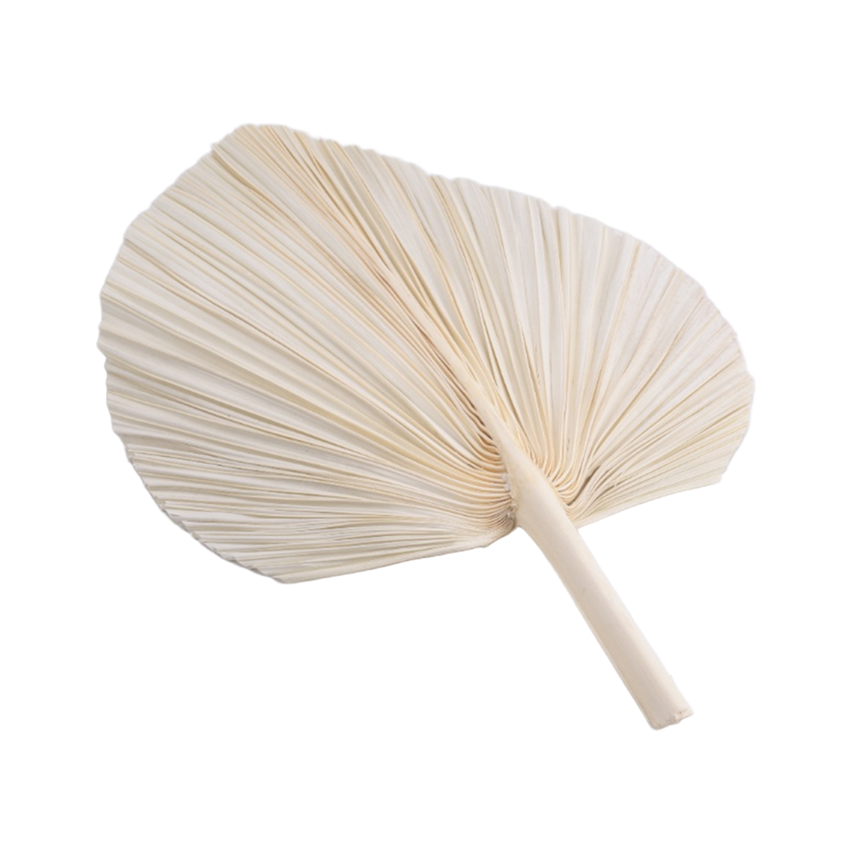 Qualitative Large White Dried  - Palm Leaf Dried incelemesi ve fiyatı