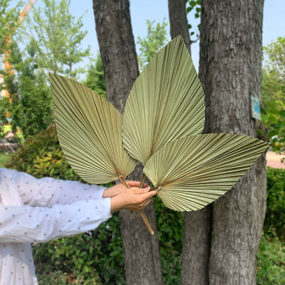 1Pcs Natural Dried Palm Leaf D - Palm Leaf Dried incelemesi ve fiyatı