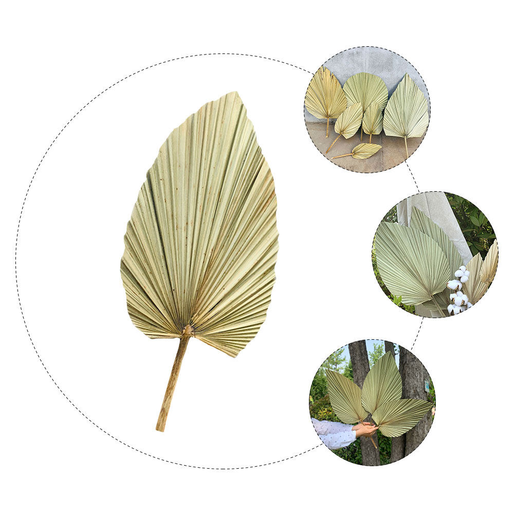 1Pcs Natural Dried Palm Leaf D - Palm Leaf Dried incelemesi ve fiyatı