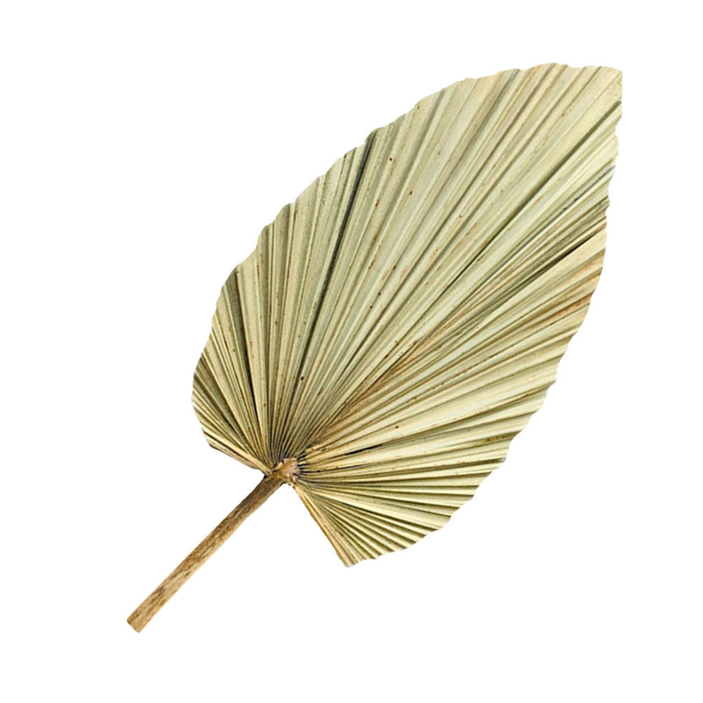 1Pcs Natural Dried Palm Leaf D - Palm Leaf Dried incelemesi ve fiyatı