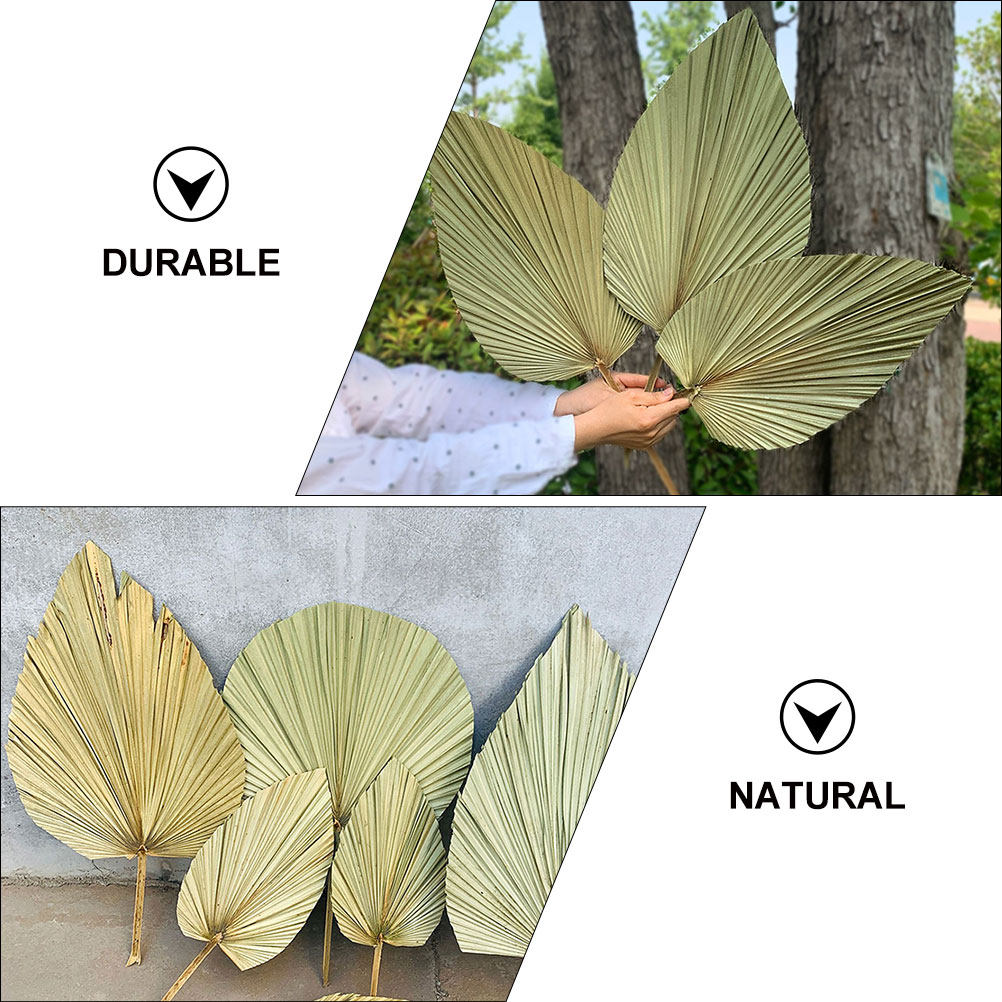 1Pcs Natural Dried Palm Leaf D - Palm Leaf Dried incelemesi ve fiyatı