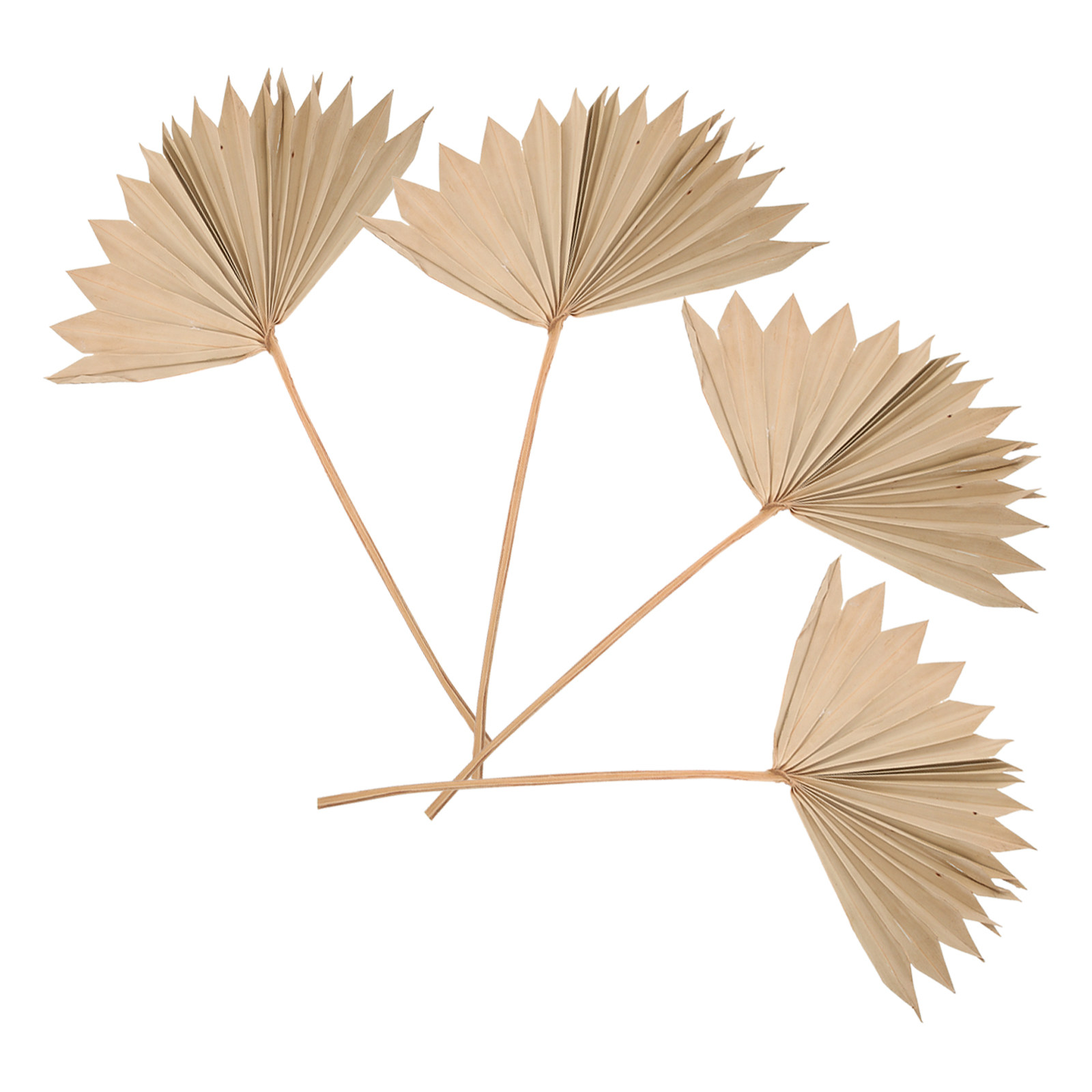 4Pcs Dried Palm Leaf Decoratio - Palm Leaf Dried incelemesi ve fiyatı
