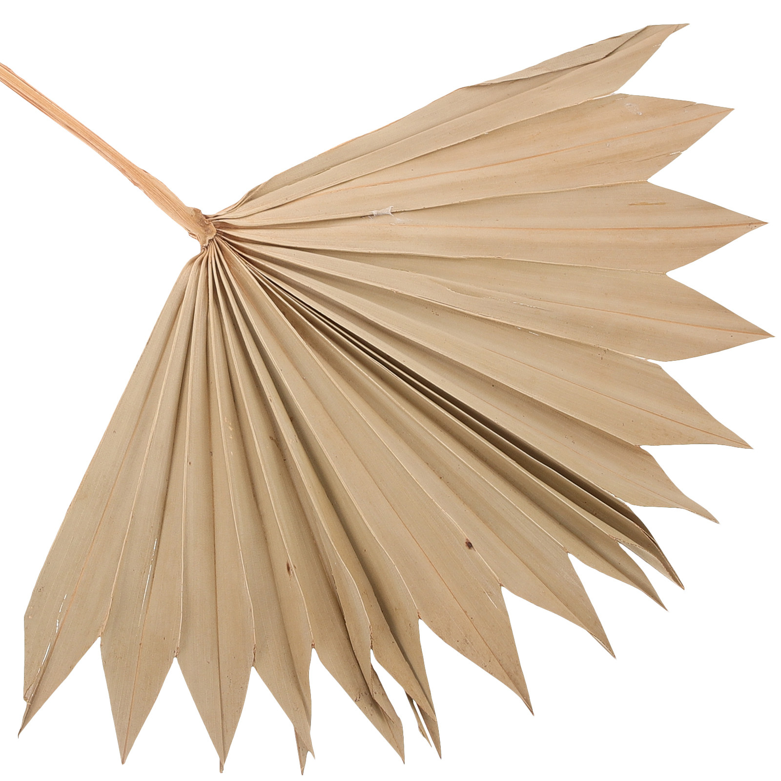 4Pcs Natural Dried Palm Leaf F - Palm Leaf Dried incelemesi ve fiyatı