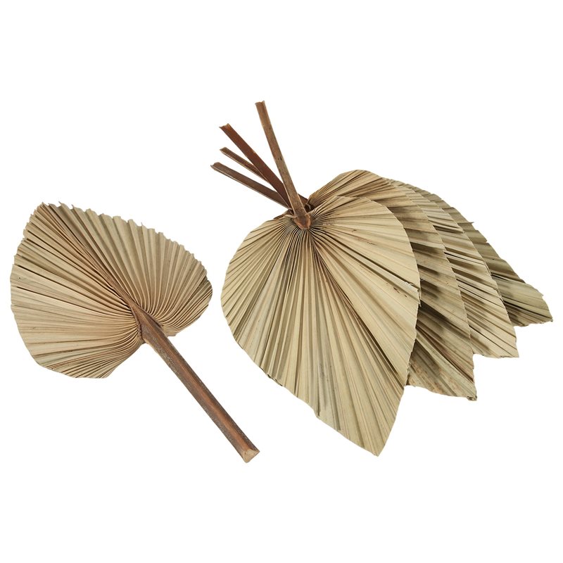SEWS-5Pcs Natural Dried Palm L - Palm Leaf Dried incelemesi ve fiyatı