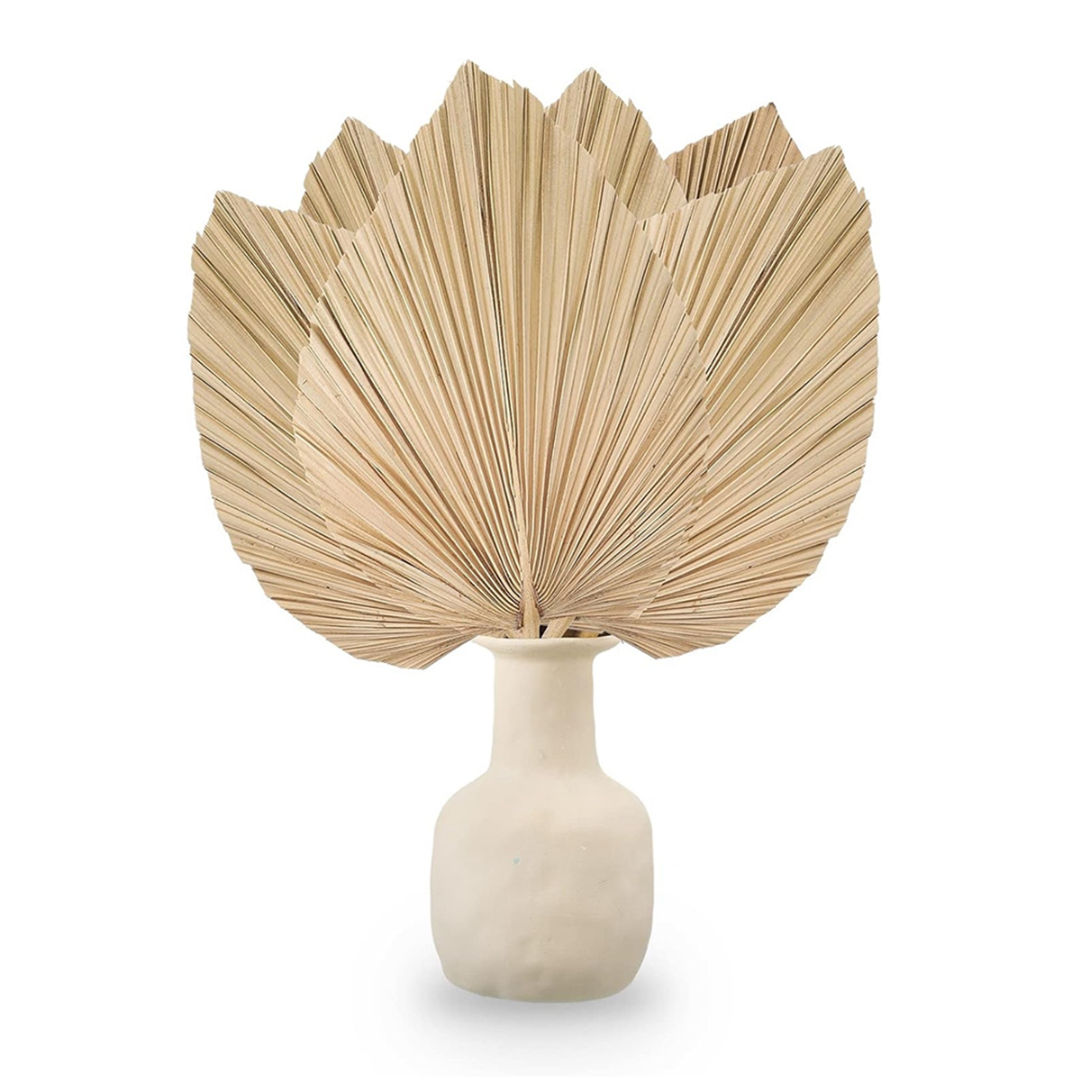 New 6PCS Dried Palm Leaves Nat - Palm Leaf Dried incelemesi ve fiyatı