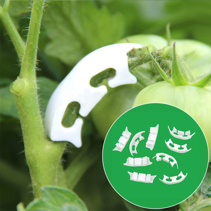50/100pcs Botany-stem Vine Str - Florist Supply Bulk incelemesi ve fiyatı