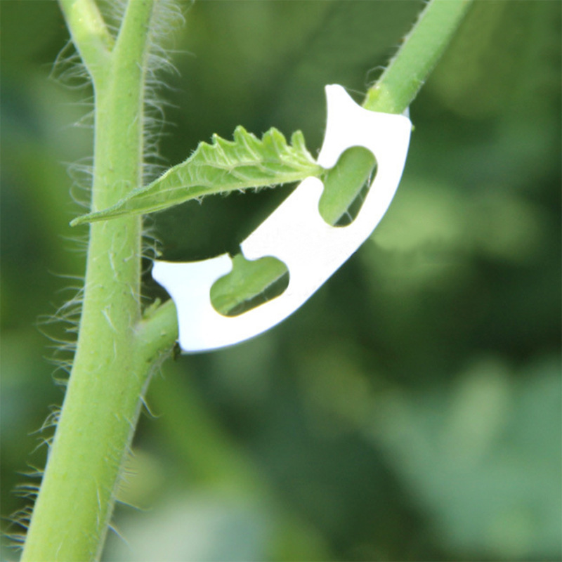 50/100pcs Botany-stem Vine Str - Florist Supply Bulk incelemesi ve fiyatı