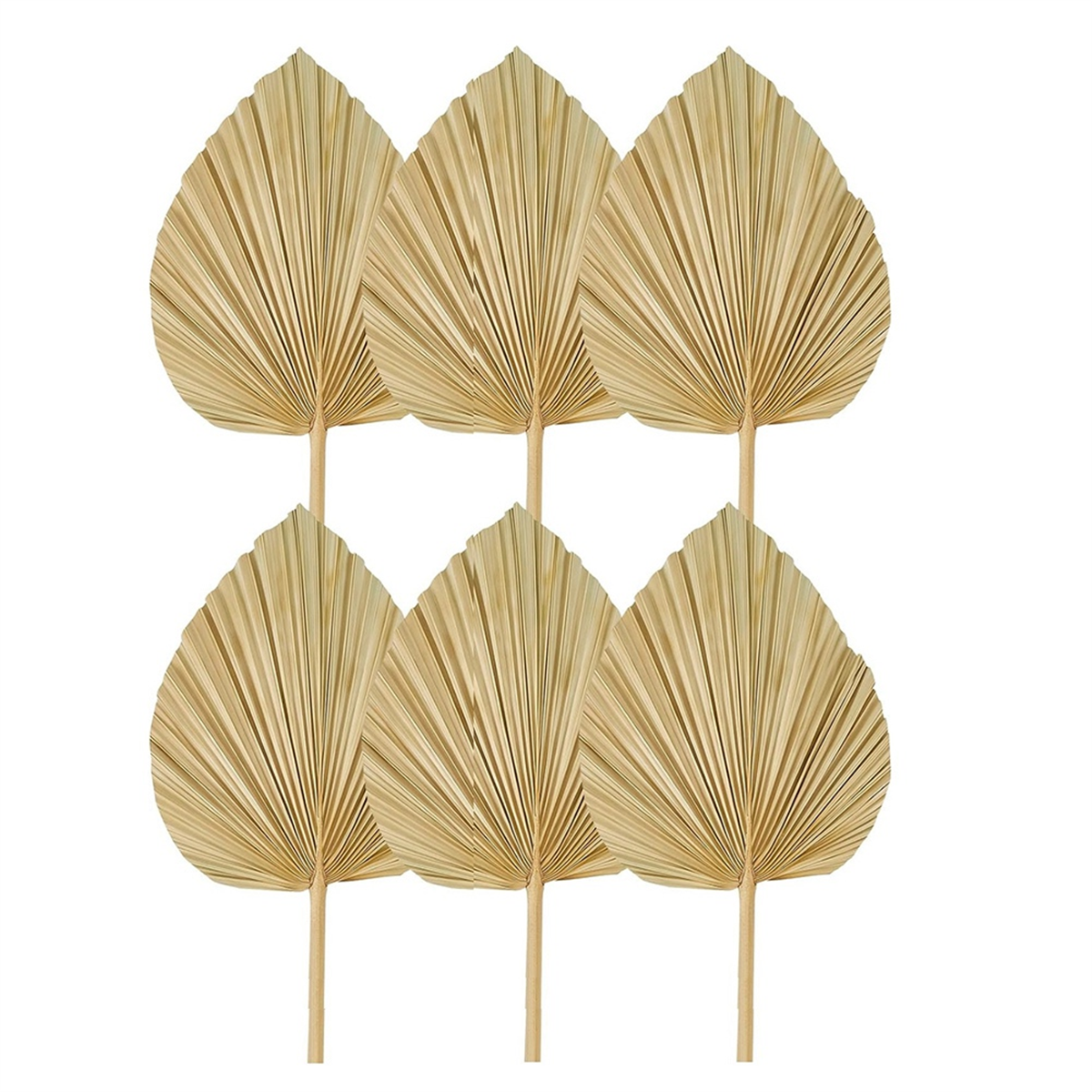 Good 6PCS Dried Palm Leaves Na - Palm Leaf Dried incelemesi ve fiyatı
