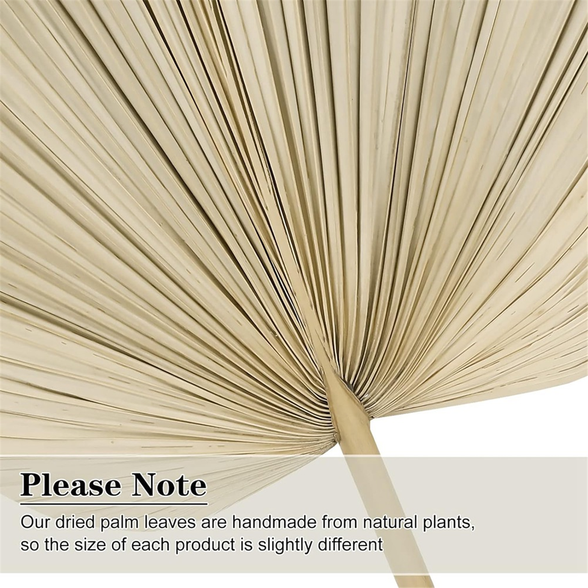 Good 6PCS Dried Palm Leaves Na - Palm Leaf Dried incelemesi ve fiyatı