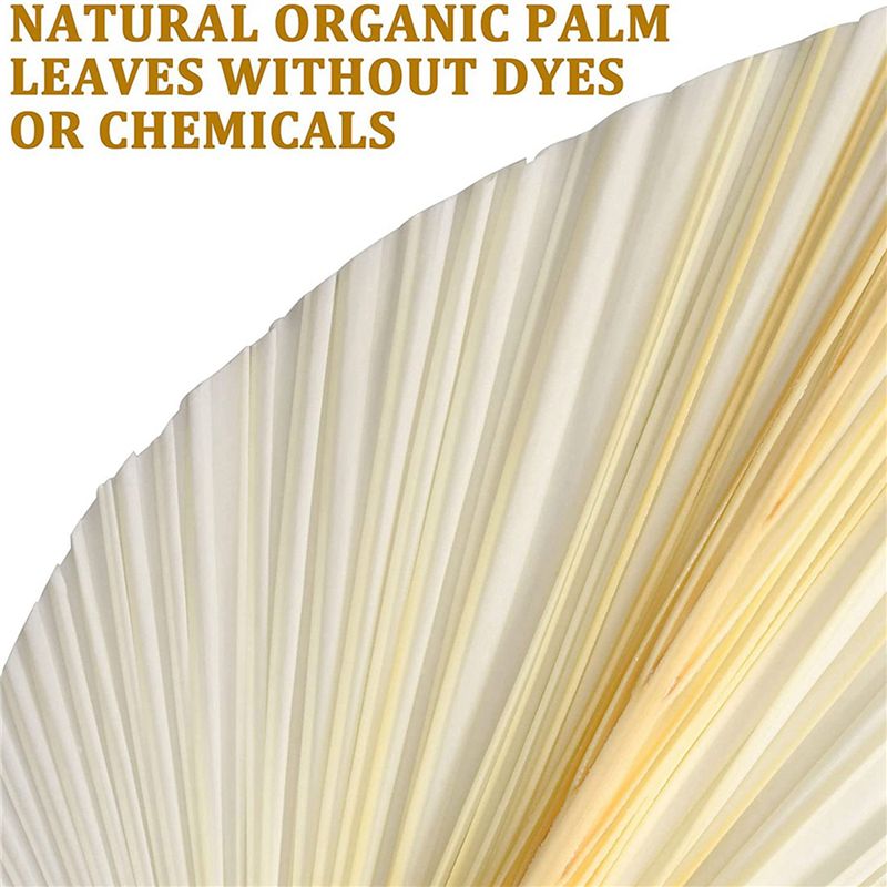 Large White Dried Palm Leaves  - Palm Leaf Dried incelemesi ve fiyatı