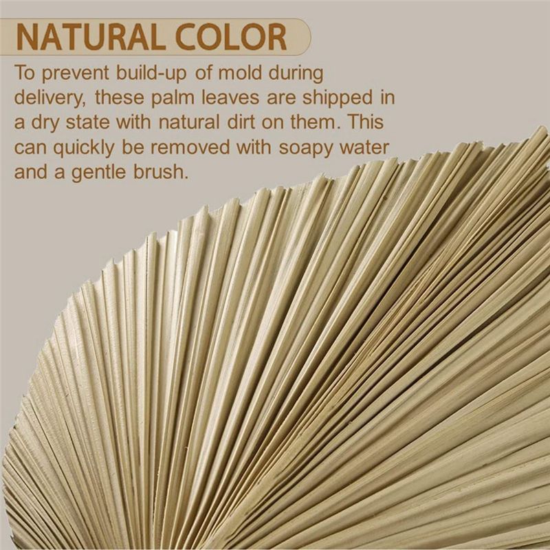 Fresh 4 Pieces Natural Dried P - Palm Leaf Dried incelemesi ve fiyatı