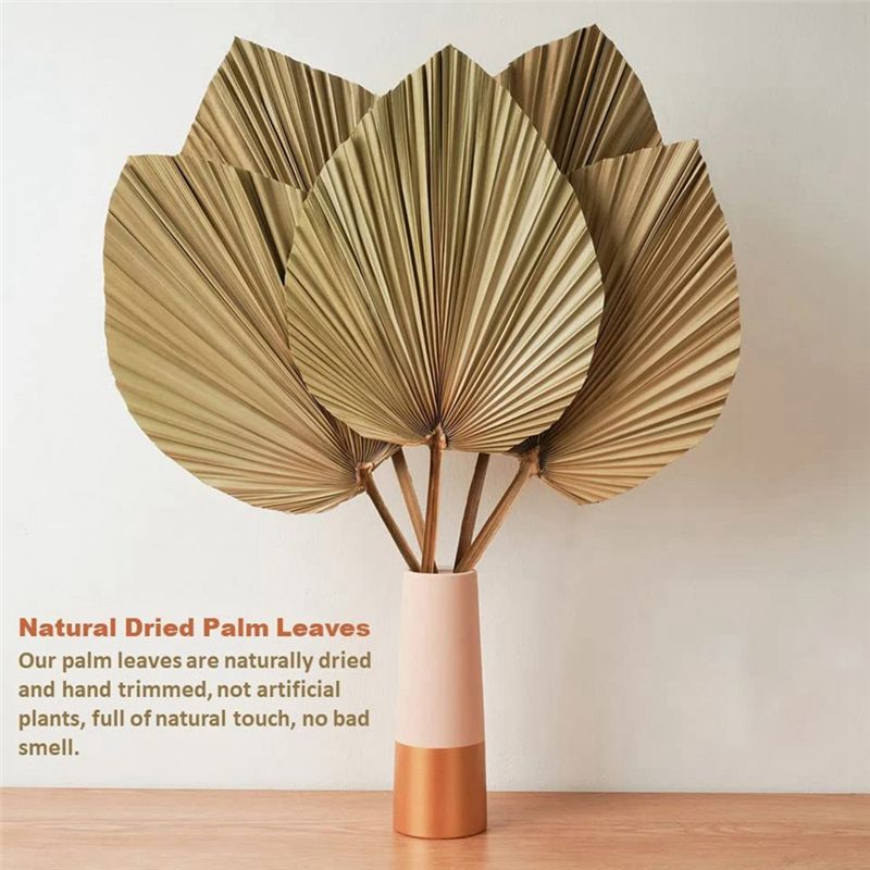 Fresh 4 Pieces Natural Dried P - Palm Leaf Dried incelemesi ve fiyatı